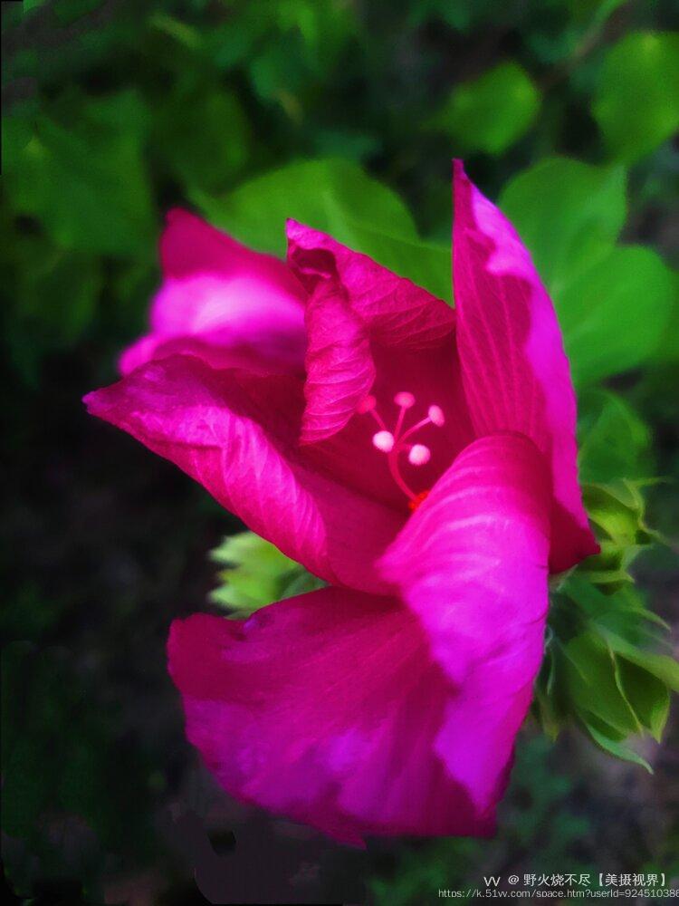 野火烧不尽【美摄视界】