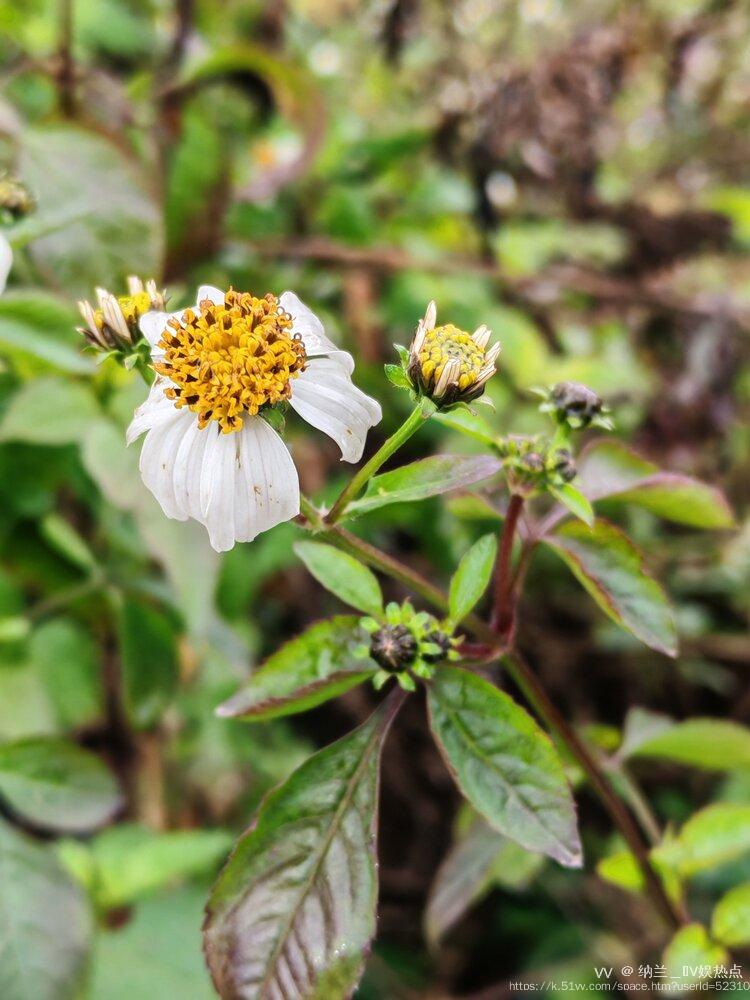 纳兰＿🎤V娱热点