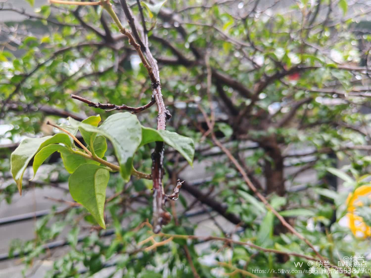 纳兰＿🎤V娱热点