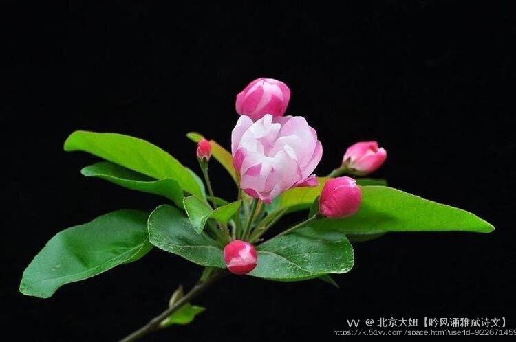 北京大妞【吟风诵雅赋诗文】