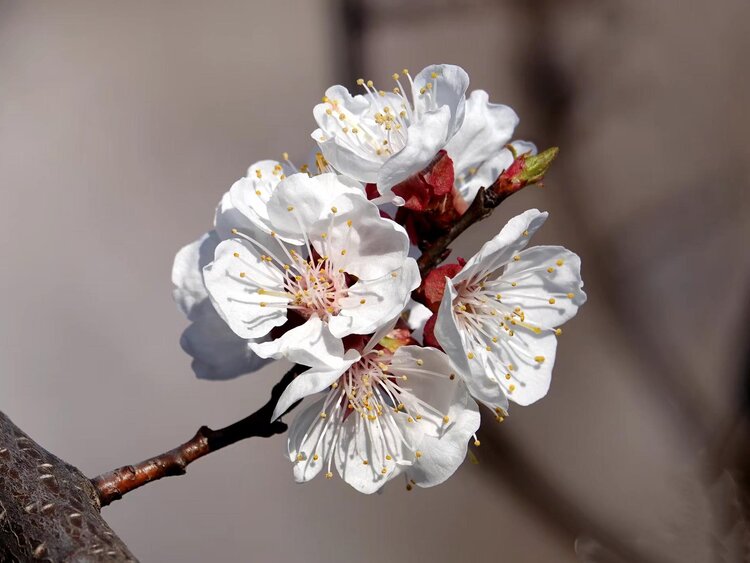 心静淡然【爱花家园】