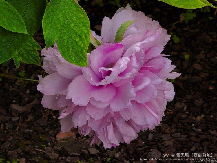 雪无垠【西窗剪烛】