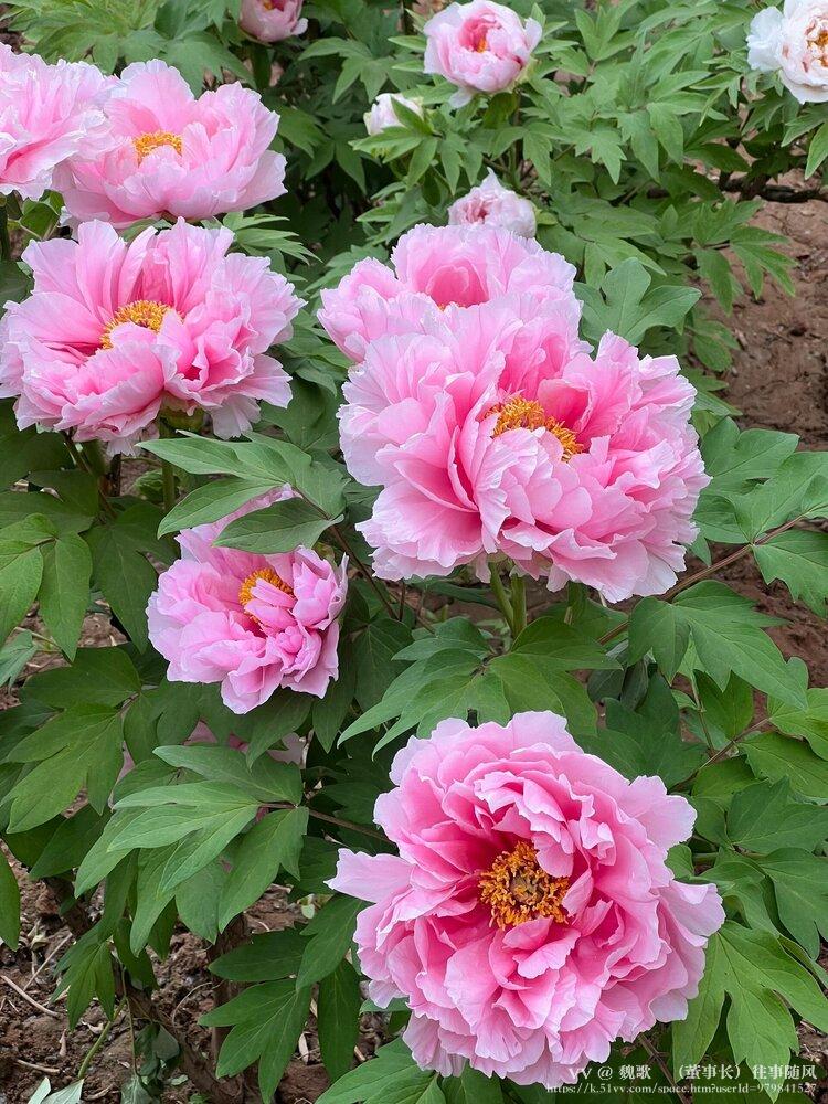 魏歌🌺（董事长）往事随风