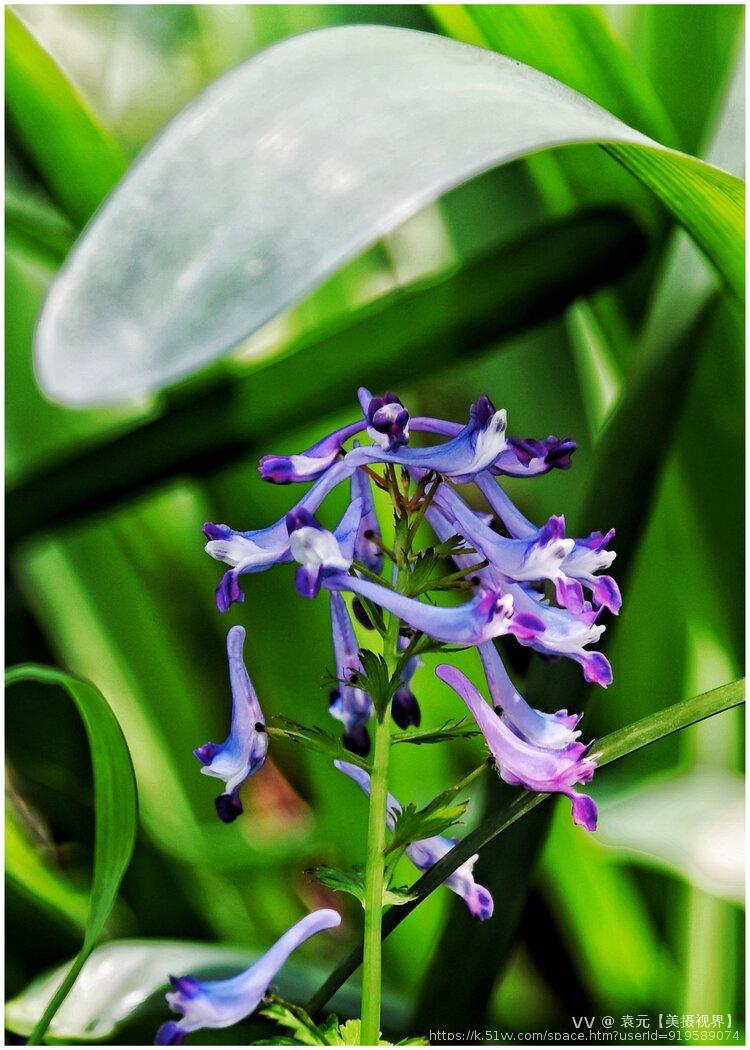 紫花鱼灯草《首发》