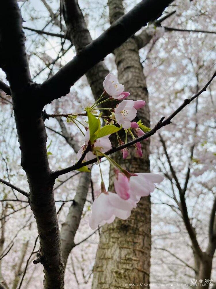 娟子