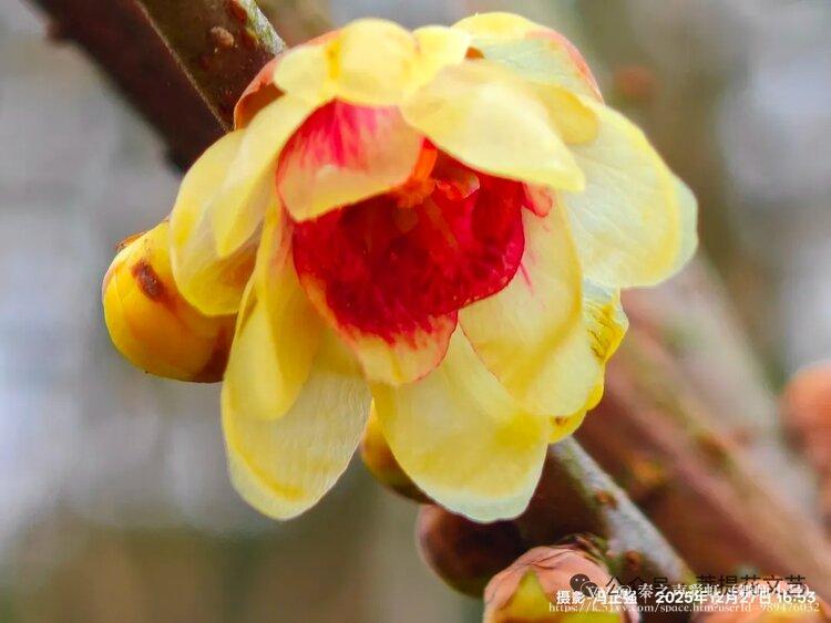 秦之声彩虹（舞师小号）