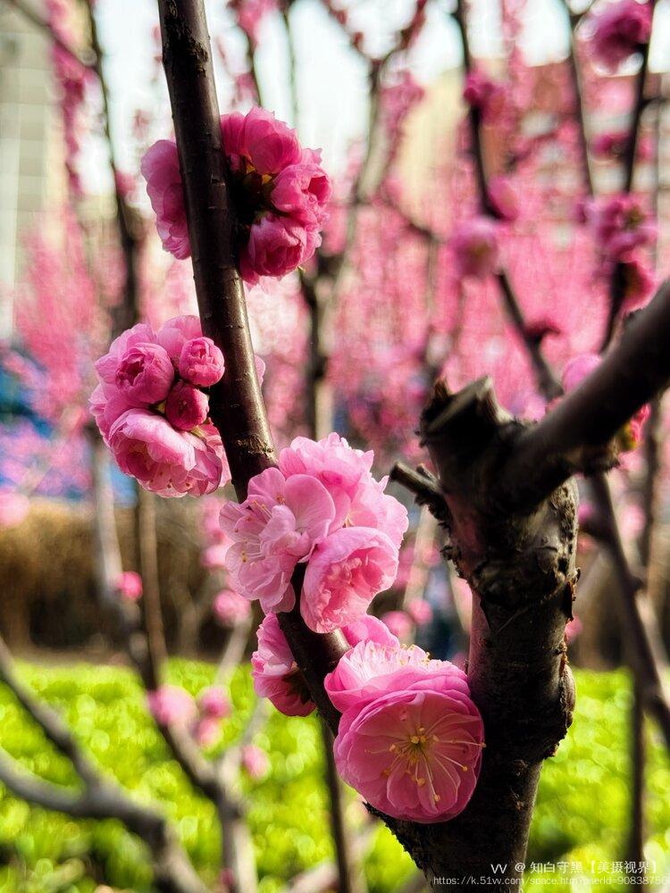 知白守黑【美摄视界】