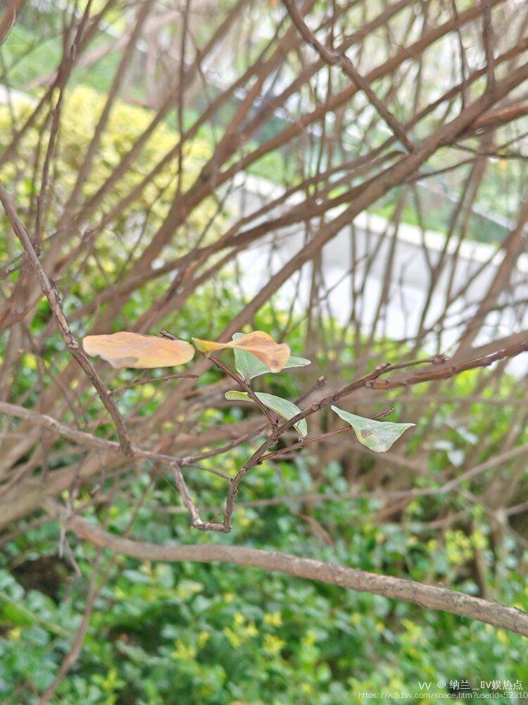 纳兰＿🎤V娱热点