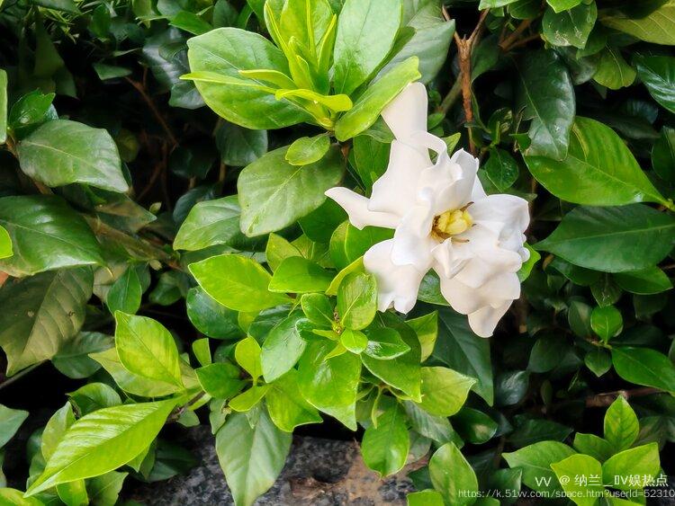 纳兰＿🎤V娱热点