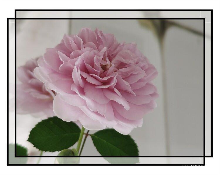 💞心✨援💞开心