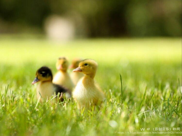 （原创音乐）聆闻