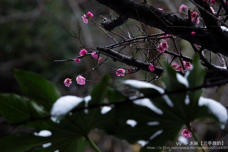 木林【兰亭雅韵】