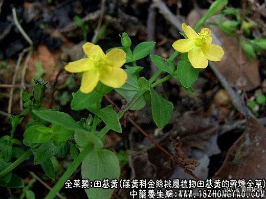 萧锋中醫