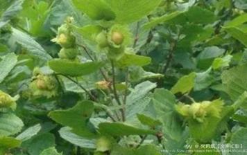 火凤凰【文声汇影】