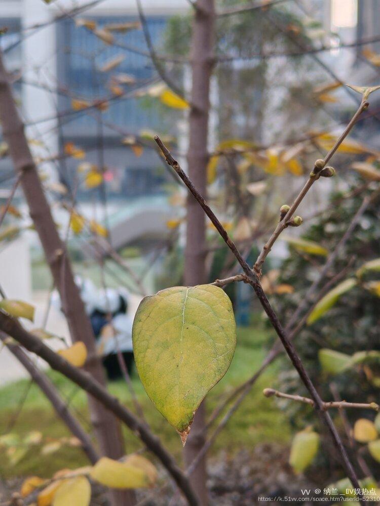 纳兰＿🎤V娱热点