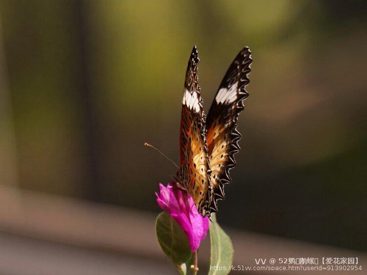 52鹦ꦿོ鹉螺ꦿ【爱花家园】