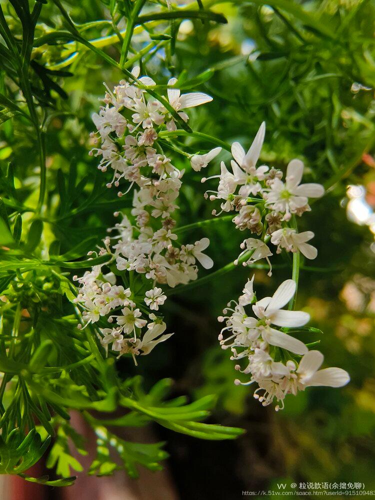粒说歆语(余拙免聊）
