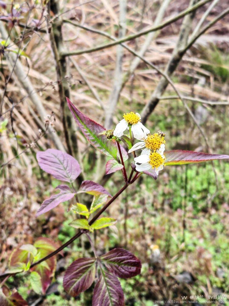 纳兰＿🎤V娱热点