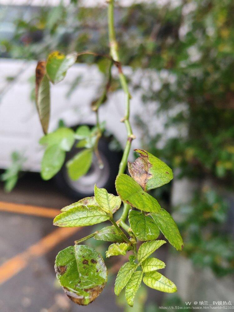 纳兰＿🎤V娱热点