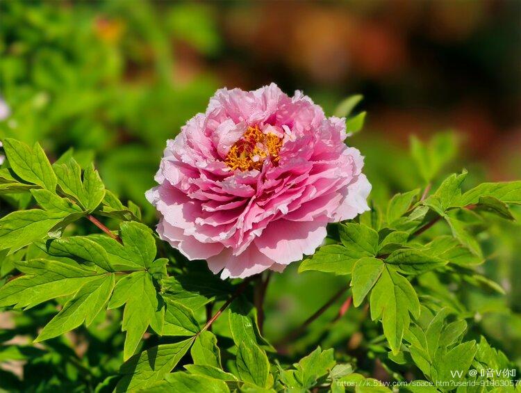 ︎🤟音V你︎🤟