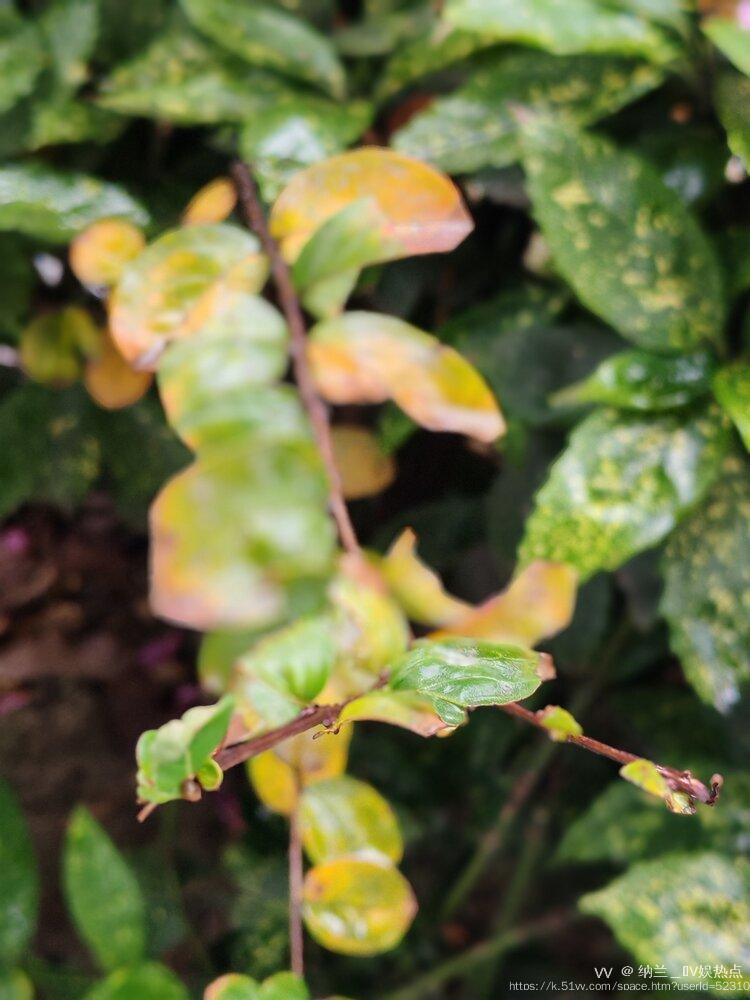 纳兰＿🎤V娱热点