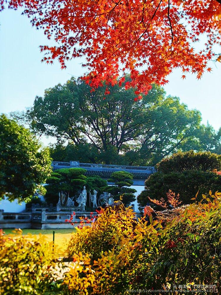 梅花红【爱花家园】