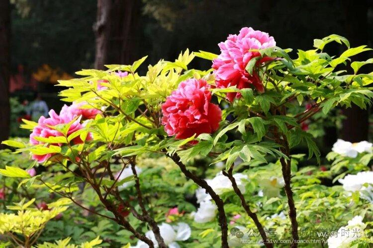 芦阳诗社