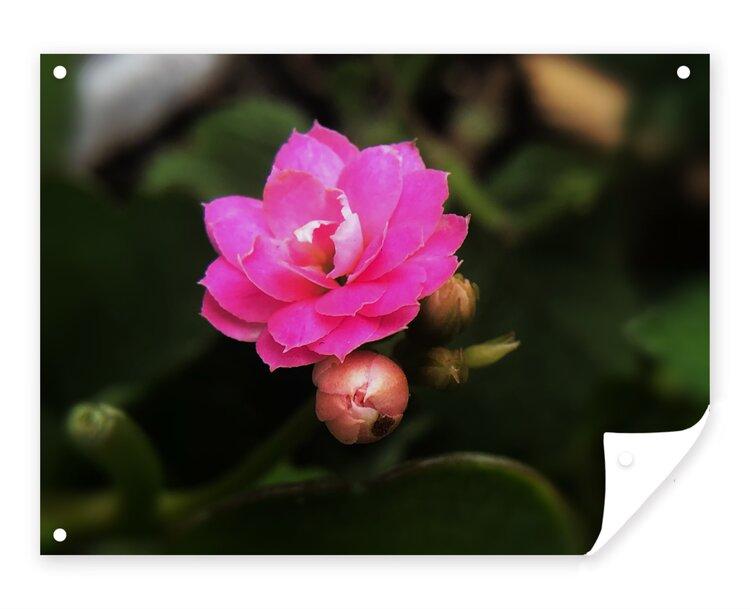 子馨【爱花家园】