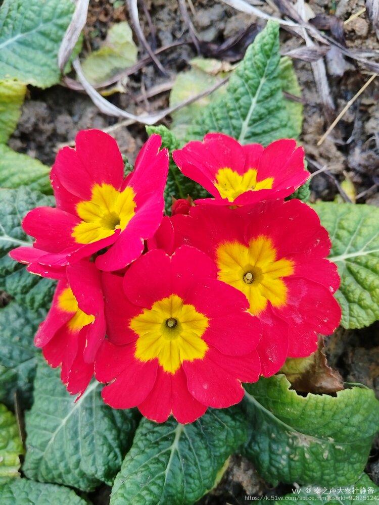 秦之声大秦社静香