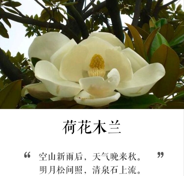 老羊头