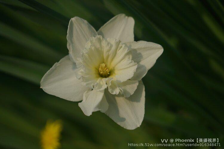 Phoenix【美摄视界】