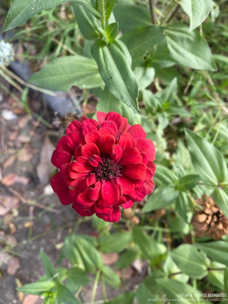 💎 女神皇族꧁晚🎤霞꧂