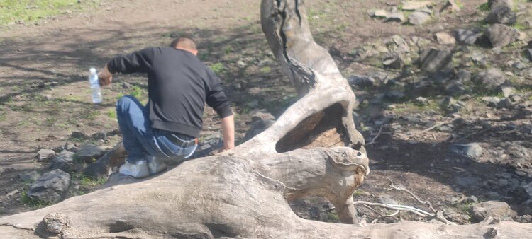 秦声韵🐬平安🌲