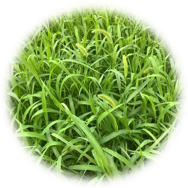 青士李振汉