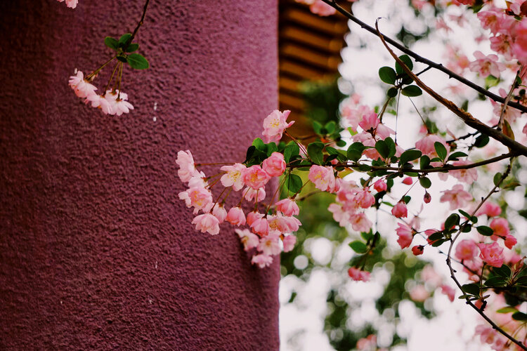 猫咪【美摄视界】