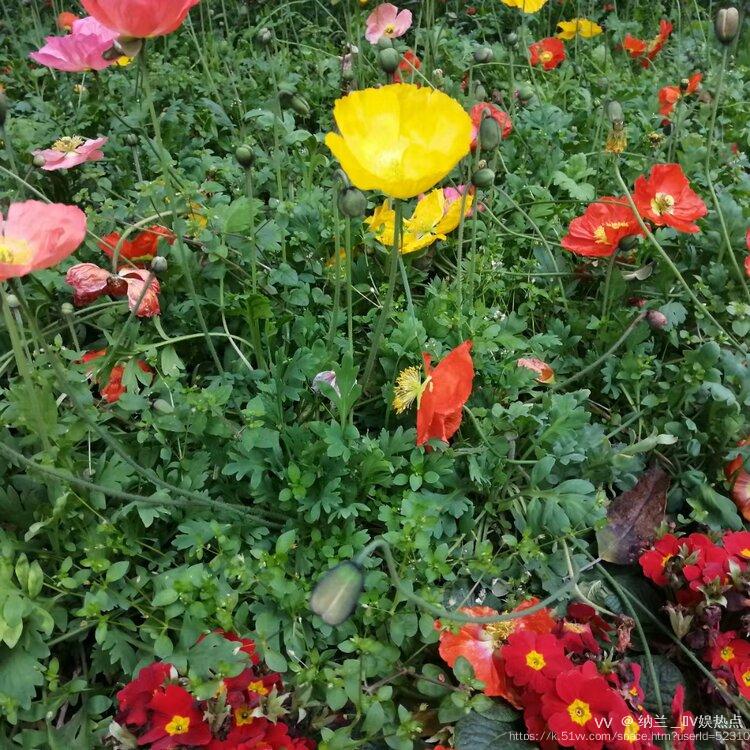 纳兰＿🎤V娱热点