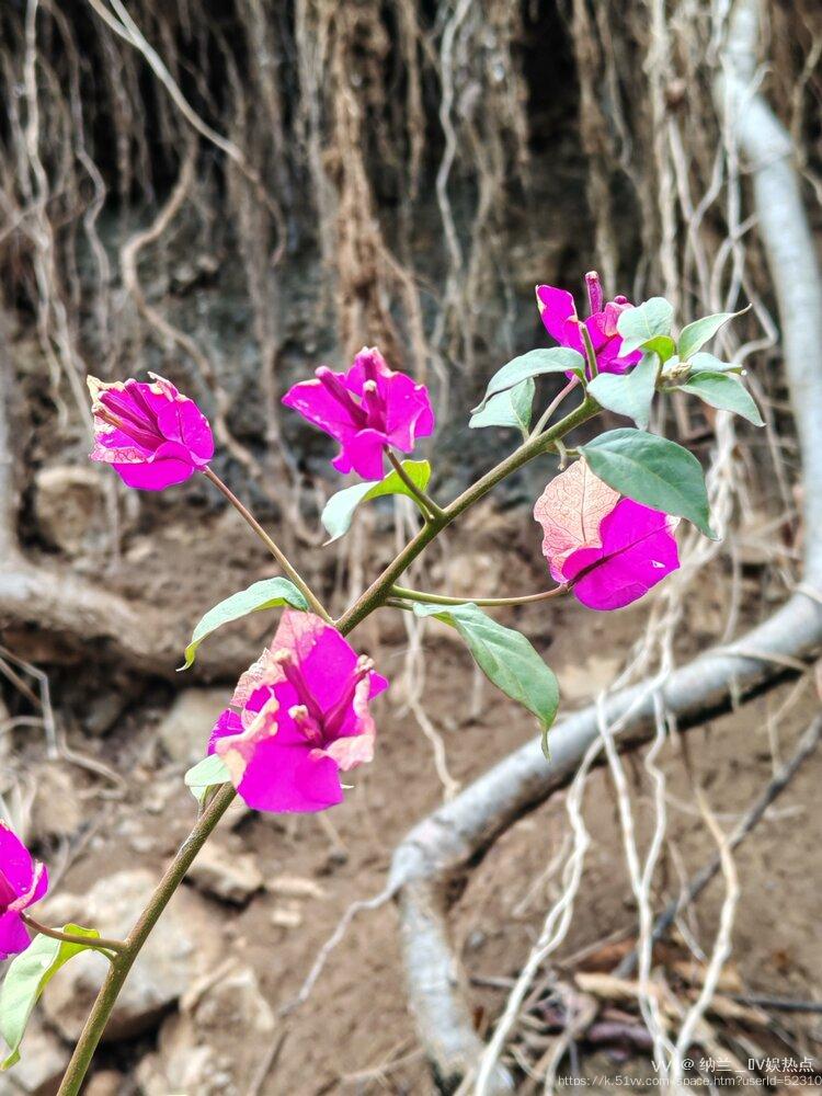 纳兰＿🎤V娱热点