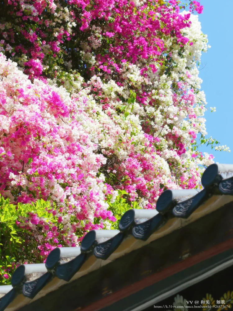 和美🎼 如歌💞