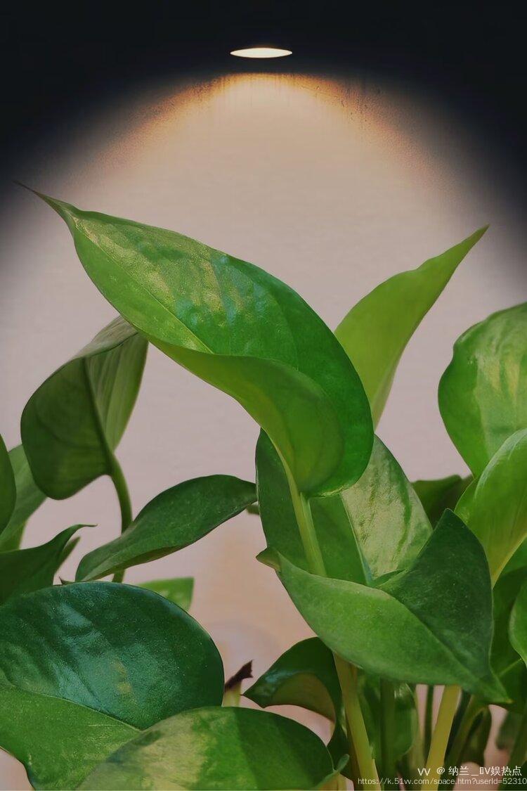 纳兰＿🎤V娱热点