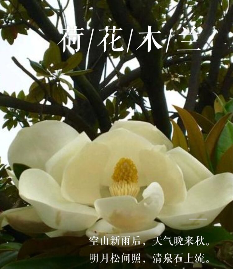 老羊头