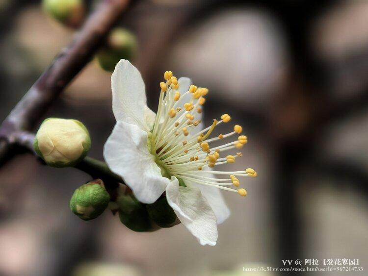 阿拉【爱花家园】