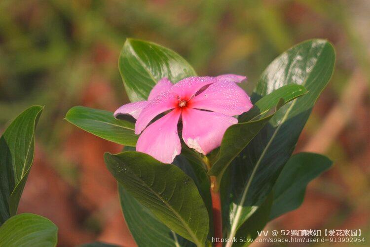 52鹦ꦿོ鹉螺ꦿ【爱花家园】