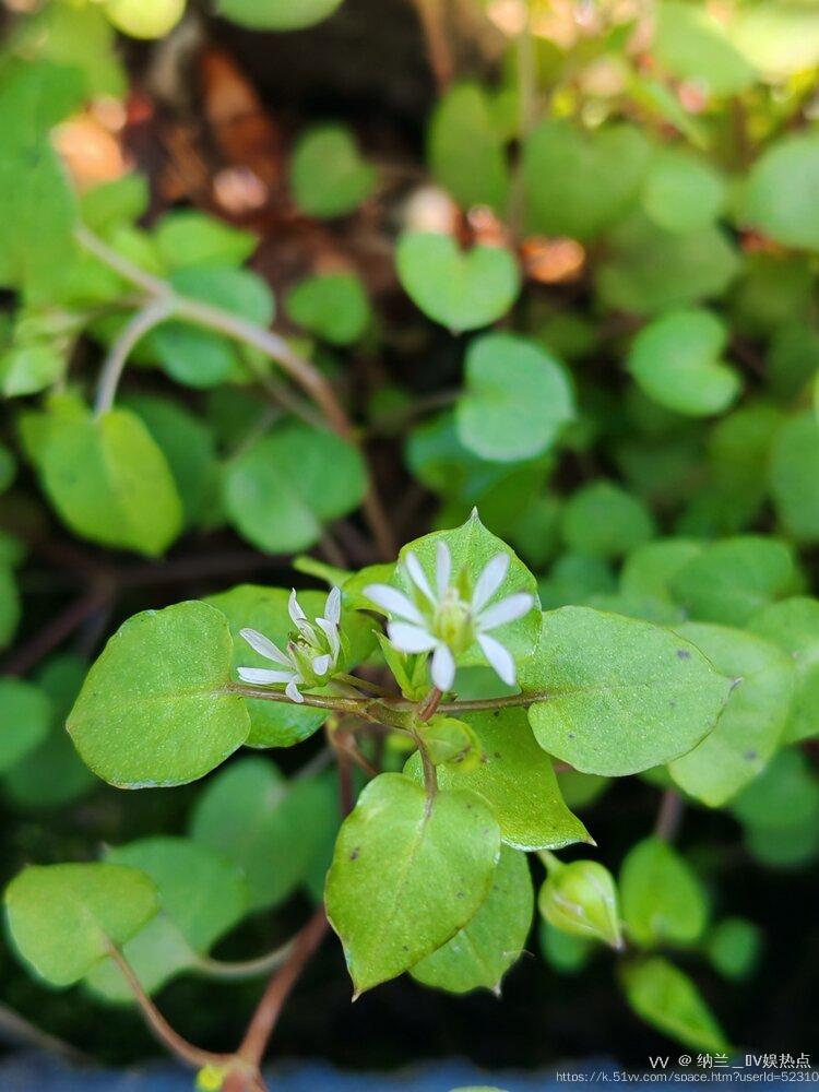 纳兰＿🎤V娱热点