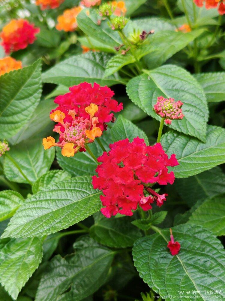 纳兰＿🎤V娱热点