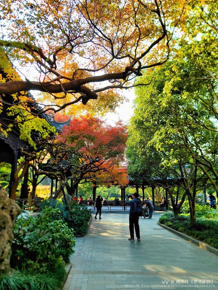 梅花红【爱花家园】