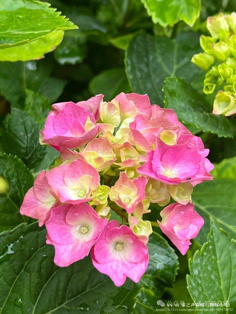 秦之声彩虹（舞师小号）