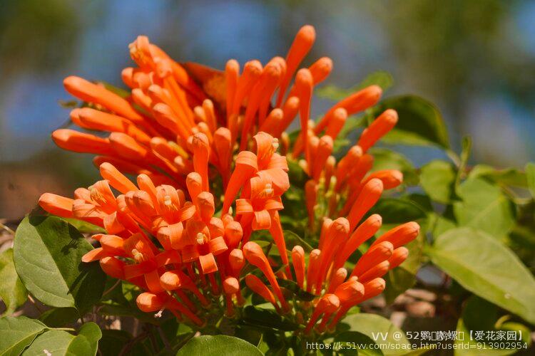 52鹦ꦿོ鹉螺ꦿ【爱花家园】