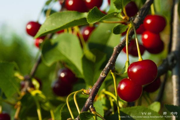 🇨🇳🎖️醉🍒玲玲