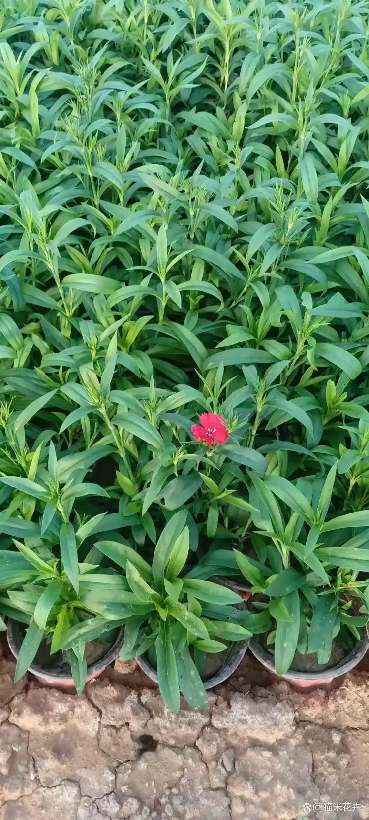 苏莯
