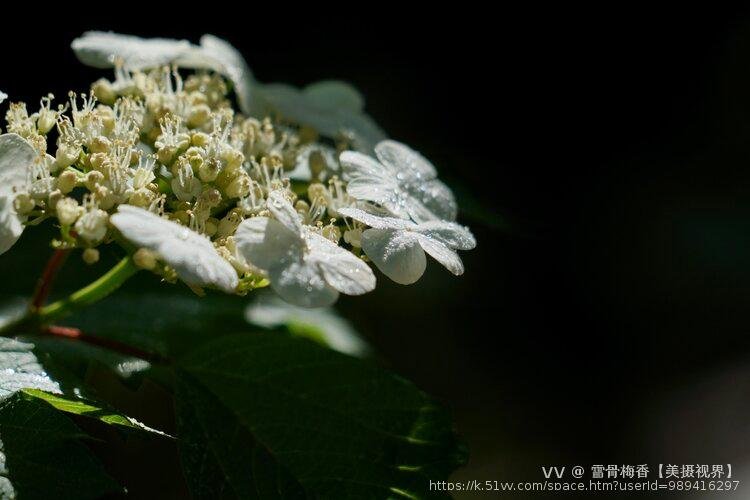 雪骨梅香【美摄视界】